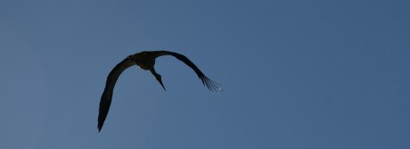 Jaro08