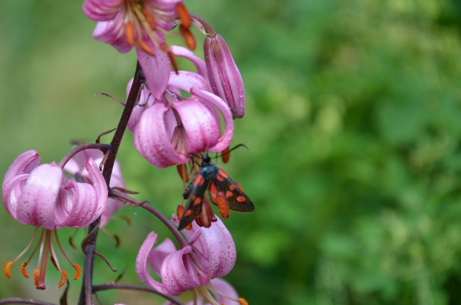 motyl